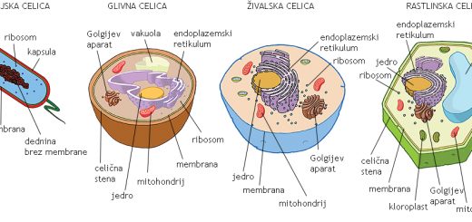 Vrste celic