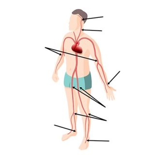 Arterije človeškega telesa