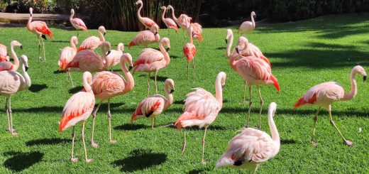 Flamingovec
