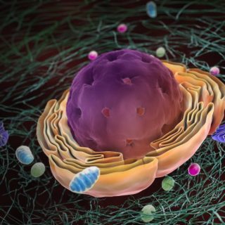 Vir: https://www.scientificanimations.com/image_quiz/transport-and-modification-of-proteins-in-eukaryotic-cells/