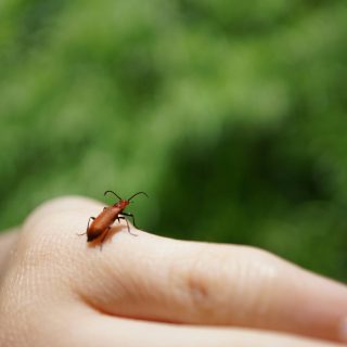 https://unsplash.com/photos/a-small-insect-sitting-on-top-of-a-persons-hand-6B1ARkBN8Po