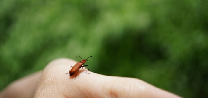 https://unsplash.com/photos/a-small-insect-sitting-on-top-of-a-persons-hand-6B1ARkBN8Po