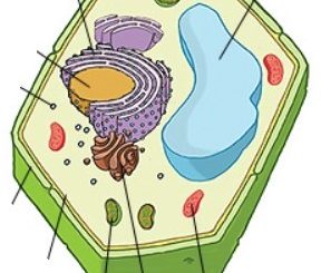 Katere organele imajo celice?