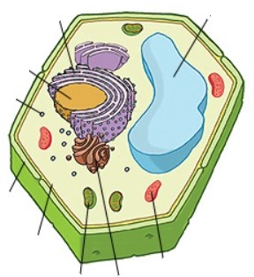 Katere organele imajo celice?
