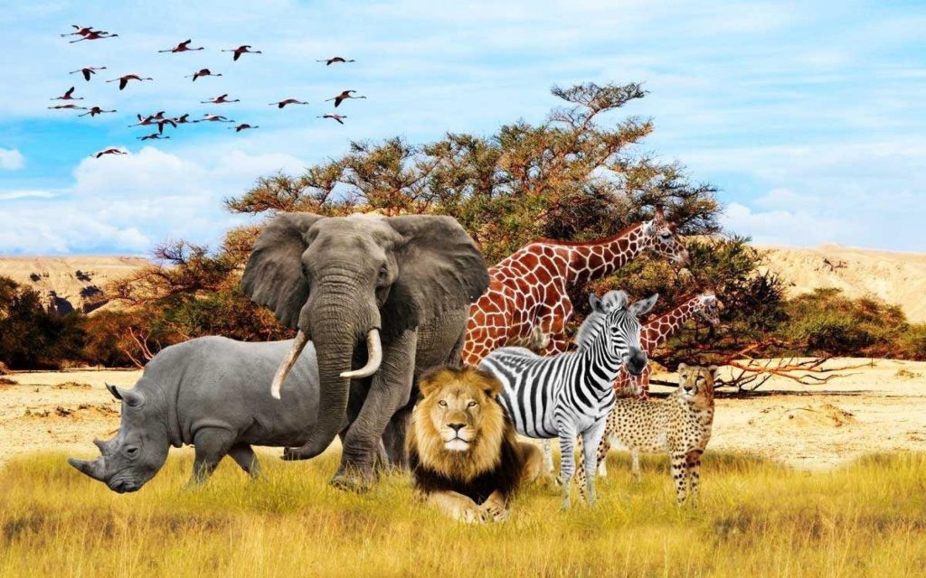 African wild animals
