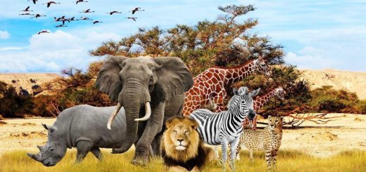 African wild animals