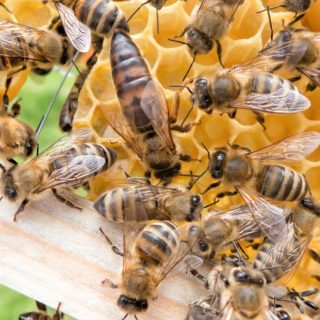 Čebelja matica s čebelami delavkami