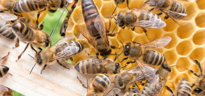Čebelja matica s čebelami delavkami